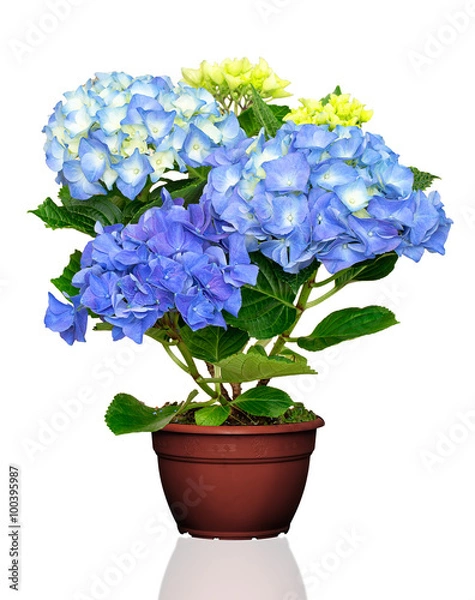 Fototapeta Hydrangea flower in pot  isolated
