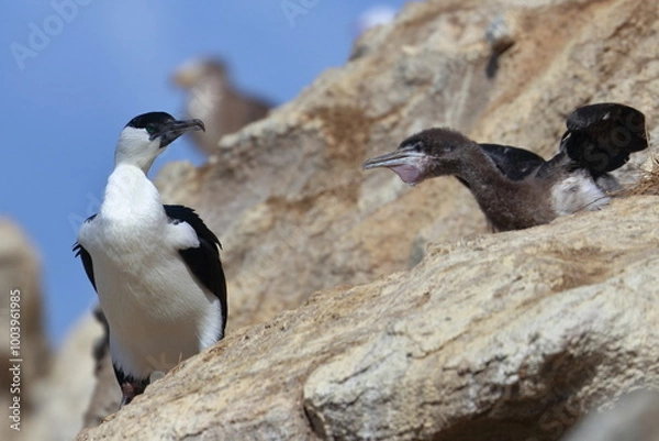 Obraz black-faced shag
