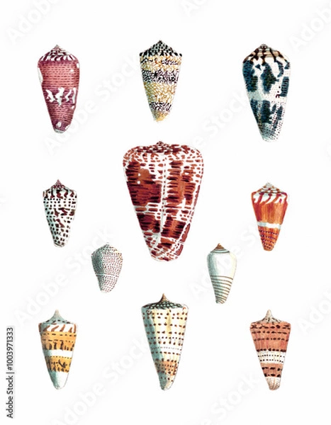 Fototapeta Seashell Set. Illustration of a collection of seashells. Created with watercolor and ink on a white backdrop.