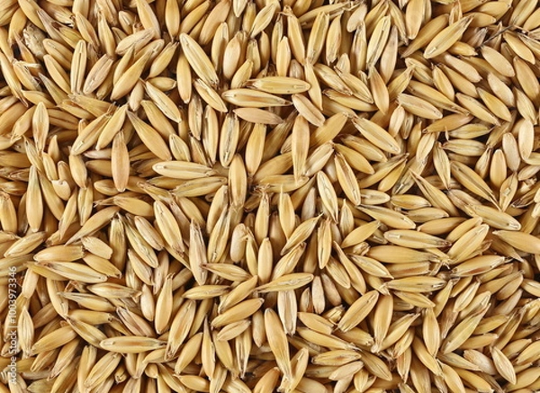 Fototapeta Unpeeled oats grains background and texture, top view
