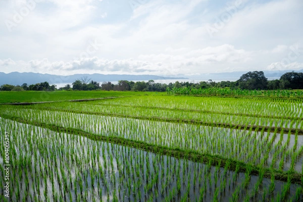 Obraz rice field