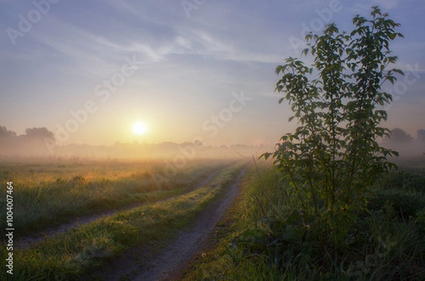 Obraz Summer dawn on the meadow