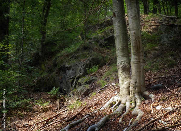 Obraz Sunlight in the mountain forest