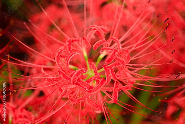 Fototapeta 雨粒のついた彼岸花