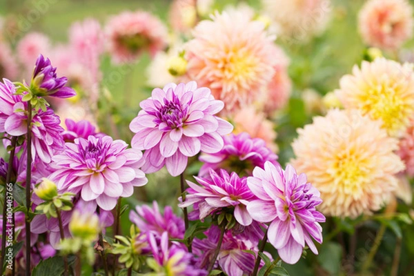 Obraz Kwiaty Dahlia