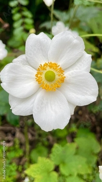 Obraz Anémone du Japon