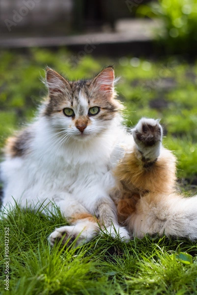Fototapeta Cat on the grass