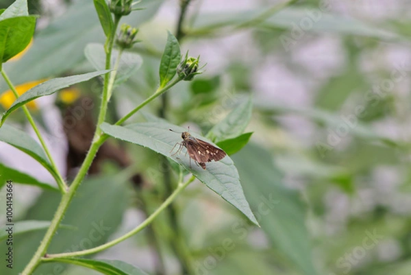 Fototapeta 葉に止まるセセリチョウ