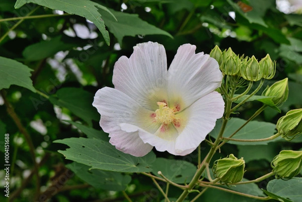 Fototapeta 夕方になるとピンク色に変化する酔芙蓉の花