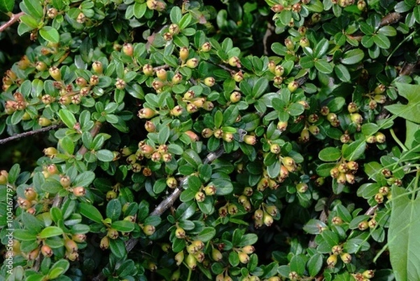 Fototapeta Decorative shrub for the garden - Horizontal Cotoneaster a species of low shrub of the rose family , grows in summer with unripe fruit.