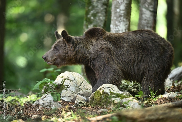 Obraz Brown Bear Mama Side View in Forest with Limestones