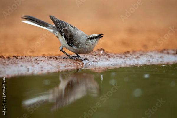 Obraz Northern Mockingbird near water in Texas