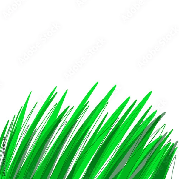 Obraz green grass isolated on white