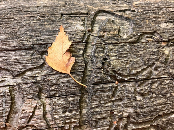 Obraz texture of old wood eaten by insects and termites