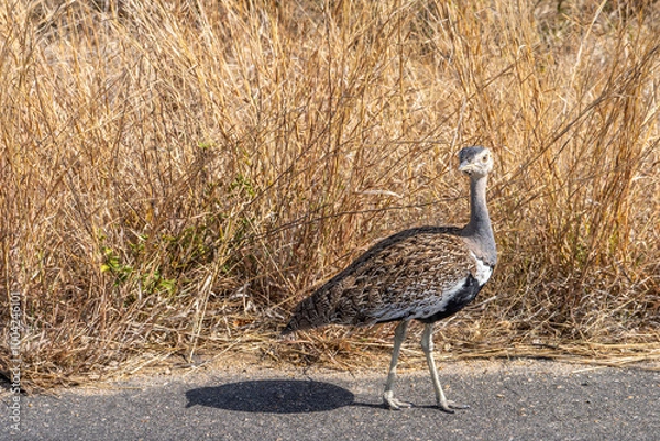 Fototapeta Red crested korhaan in Kruger National Park, South Africa