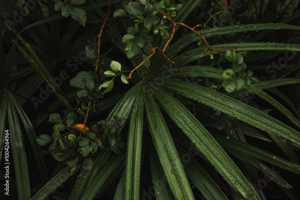 Fototapeta This high-resolution image captures lush, tropical greenery with slender fronds and round leaves adorned with dew, creating a fresh, vibrant scene perfect for nature, botany, and wellness themes.