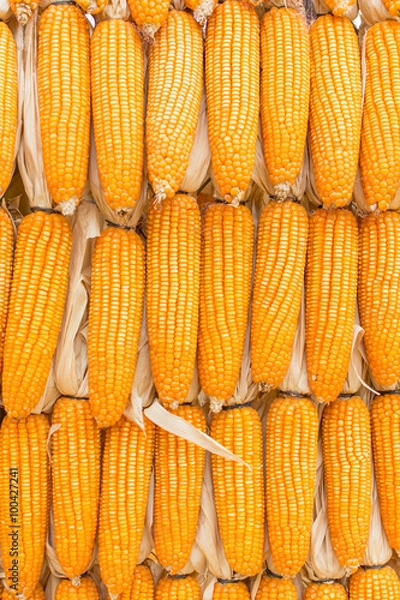 Fototapeta Yellow dried corn bundle together texture background