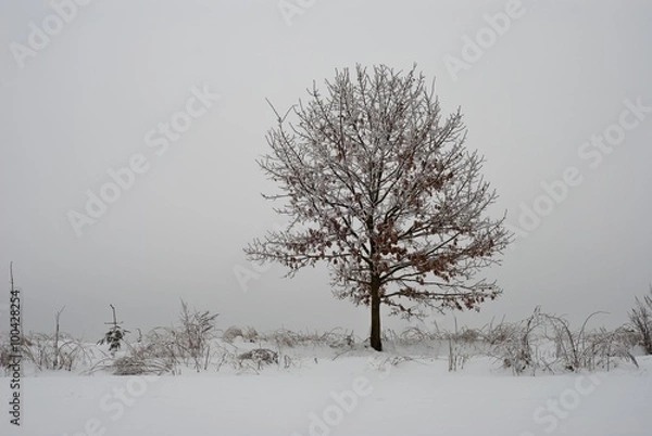 Fototapeta Lonely tree in winter I.