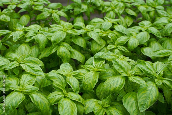 Fototapeta Close up of fresh basil. Fresh organic basilic leaves. Green basil leaf texture background. Growing basil in a greenhouse.