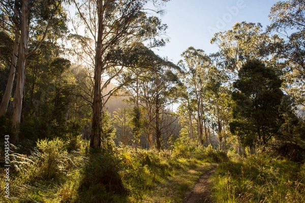 Fototapeta Delatite River Trail at Mt Buller