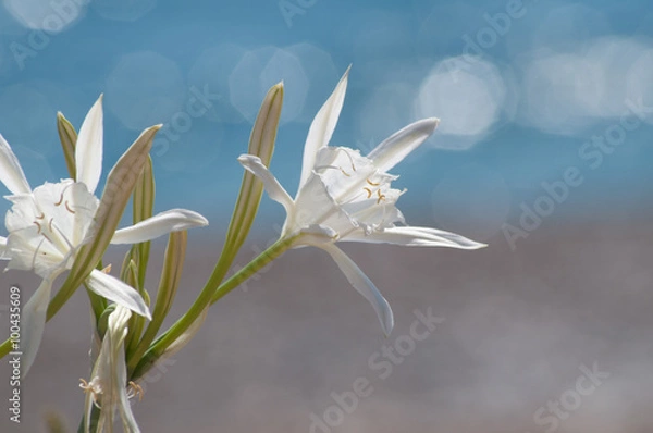 Fototapeta boccioli di giglio di mare, Pancratium maritimum