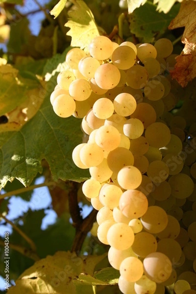 Obraz grappe de raisin