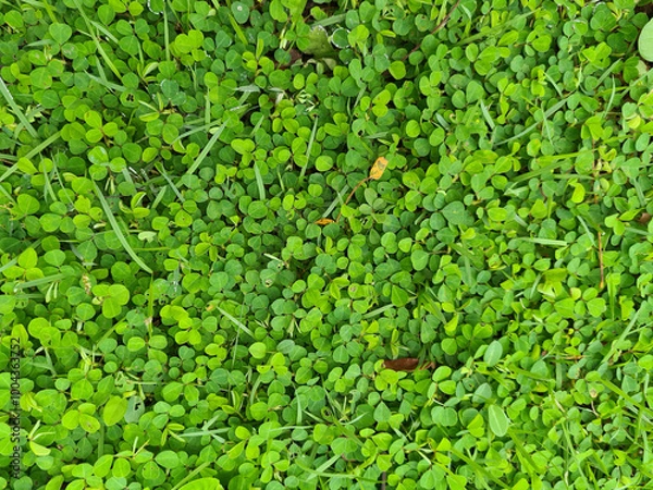 Fototapeta Green grass field texture background