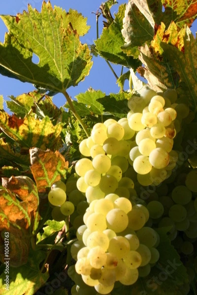 Obraz vigne