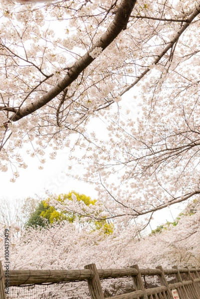 Fototapeta Branches of a sakura tree in full bloom reaching toward the sky