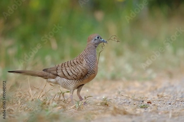 Fototapeta Zebra dove on ground in the park