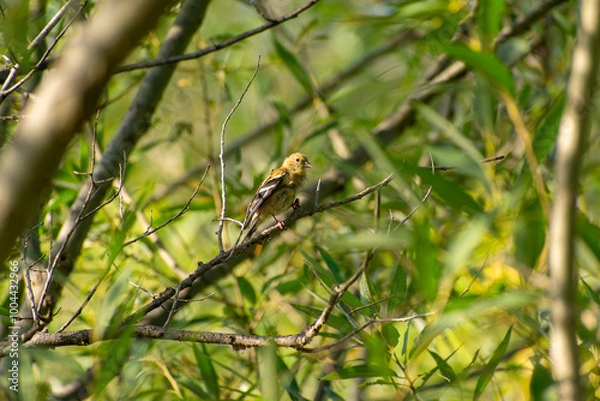 Obraz American Goldfinch