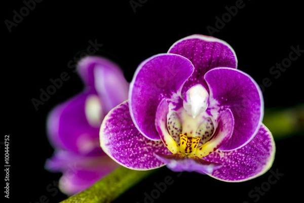 Obraz Phalaenopsis Orchidee mit Blüten