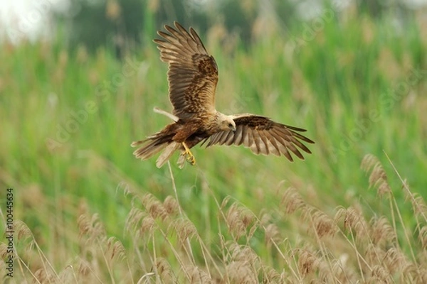 Obraz Marsh Harrier (Circus aeruginosus)
