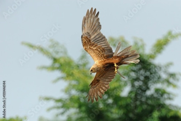 Obraz Marsh Harrier (Circus aeruginosus)
