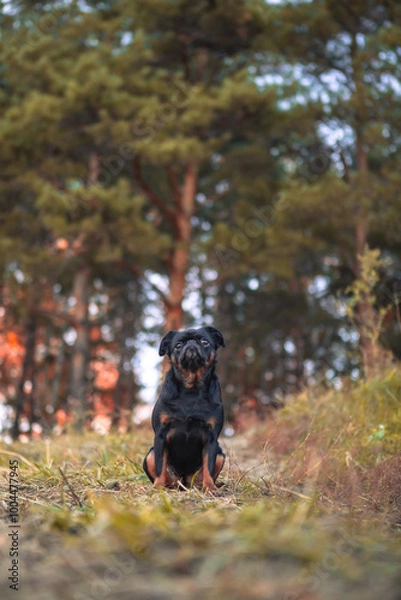 Fototapeta A cute dog sits in the fall woods