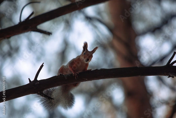 Fototapeta Red squirrel in the forest in the fall