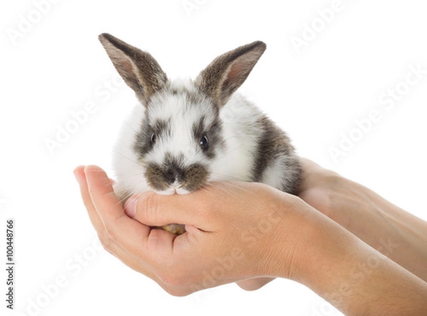 Obraz rabbit in hands
