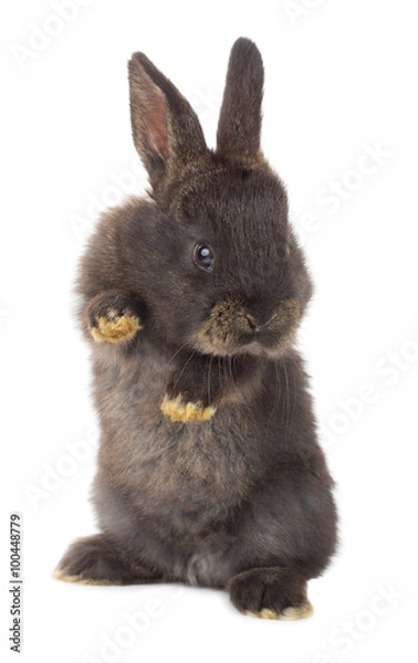 Obraz one black rabbit