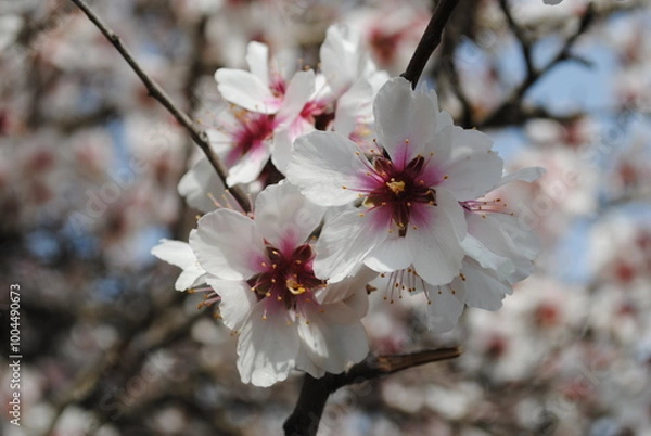 Obraz tree branch with a flower in spring