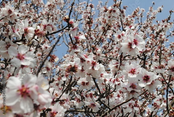 Obraz  flowering tree in spring