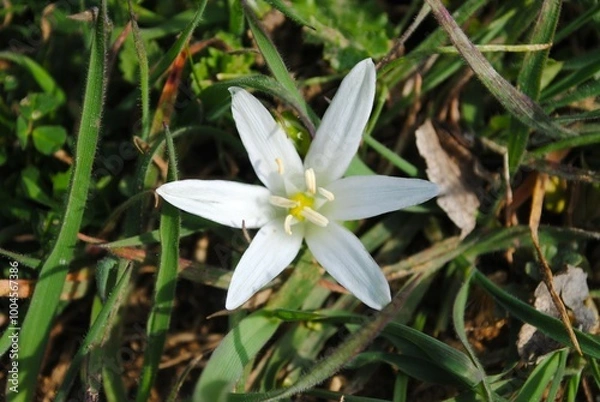 Obraz white flower