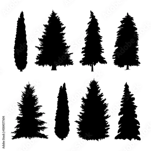 Fototapeta The black silhouette of the trees is spruce and thuja.