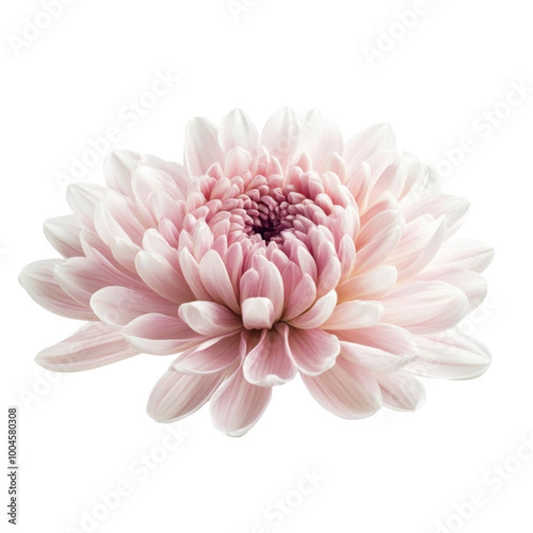 Fototapeta A beautiful delicate chrysanthemum flower with soft pink petals in full bloom during spring