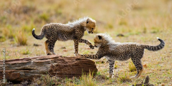 Obraz Geparda bawi się ze sobą w Savannah. Kenia. Tanzania. Afryka. Park Narodowy. Serengeti. Maasai Mara.