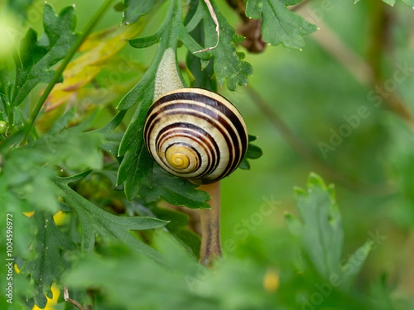 Fototapeta Macro, Asturias