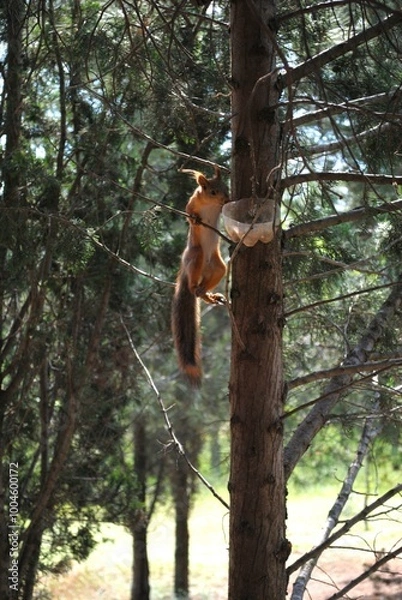 Obraz squirrel on the tree