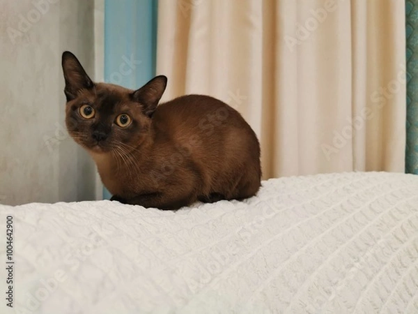 Obraz burmese cat lies