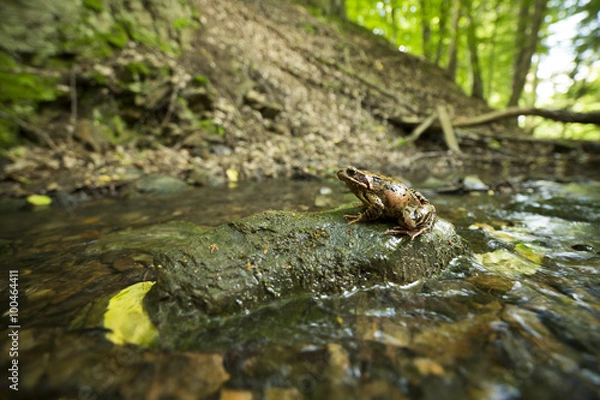 Fototapeta Common Frog