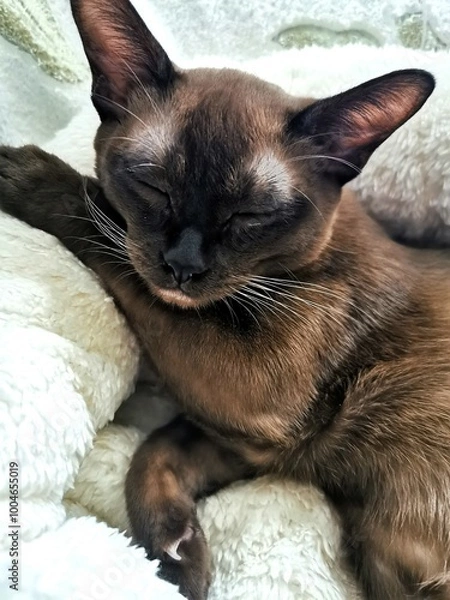 Obraz cat is sleeping