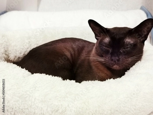 Obraz sleeping cat burmese